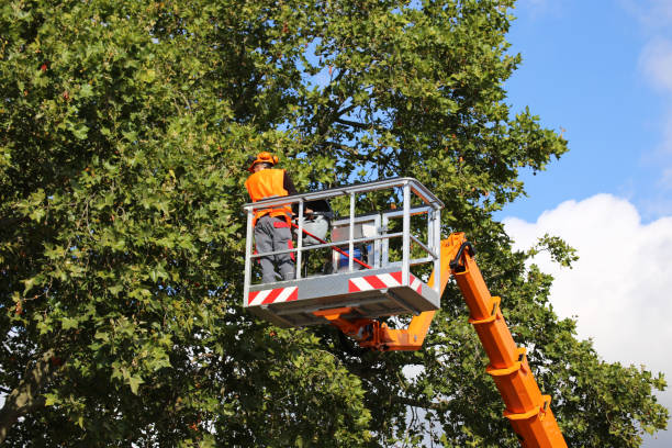 Why Choose Our Tree Removal Services in Wagner, SD?