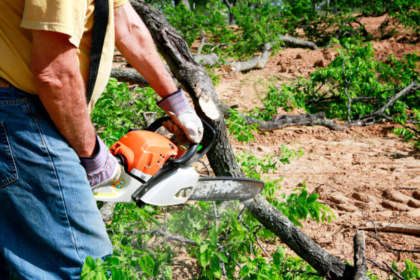 Best Tree Removal Service  in Wagner, SD